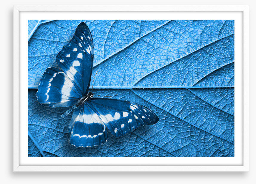 Blue leaf butterfly