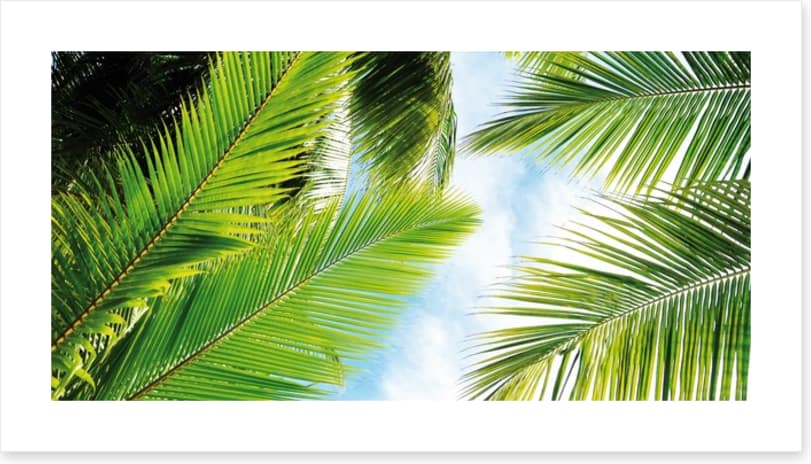 Palm leaves
