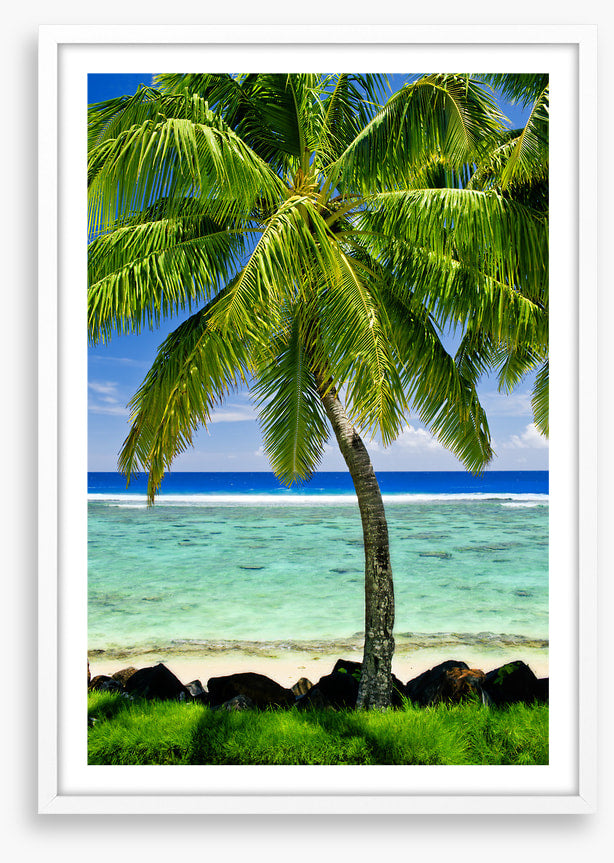 Prime spot palm