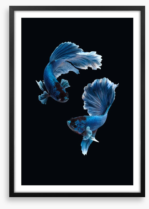 Betta blues