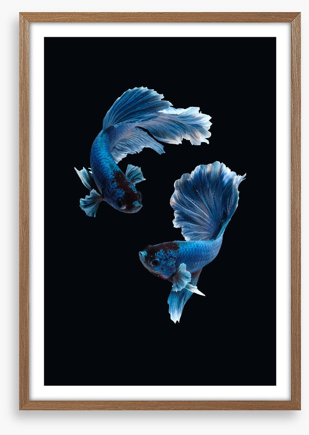 Betta blues