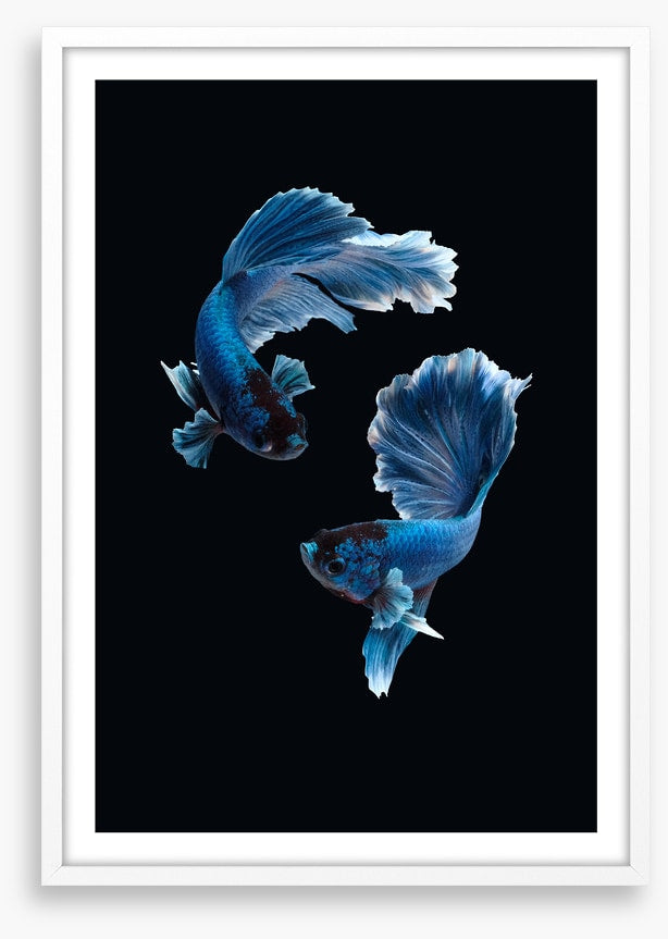 Betta blues