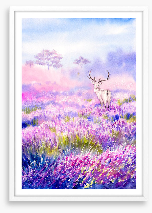 Among the lavender