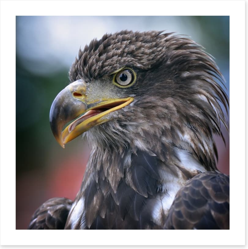 Majestic golden eagle