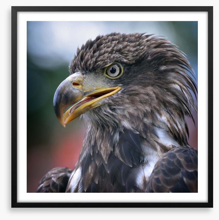 Majestic golden eagle