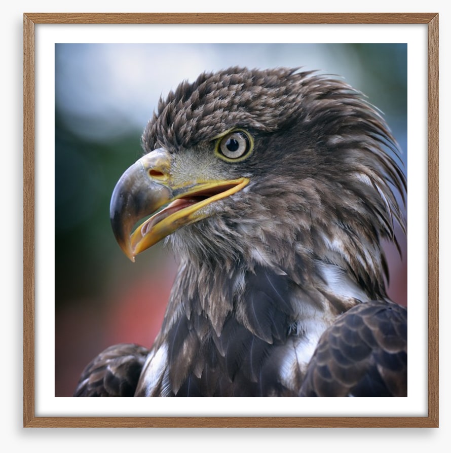 Majestic golden eagle