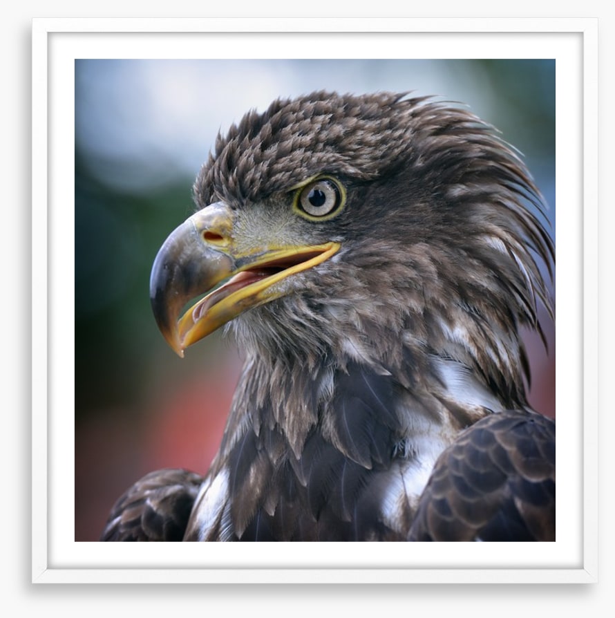 Majestic golden eagle