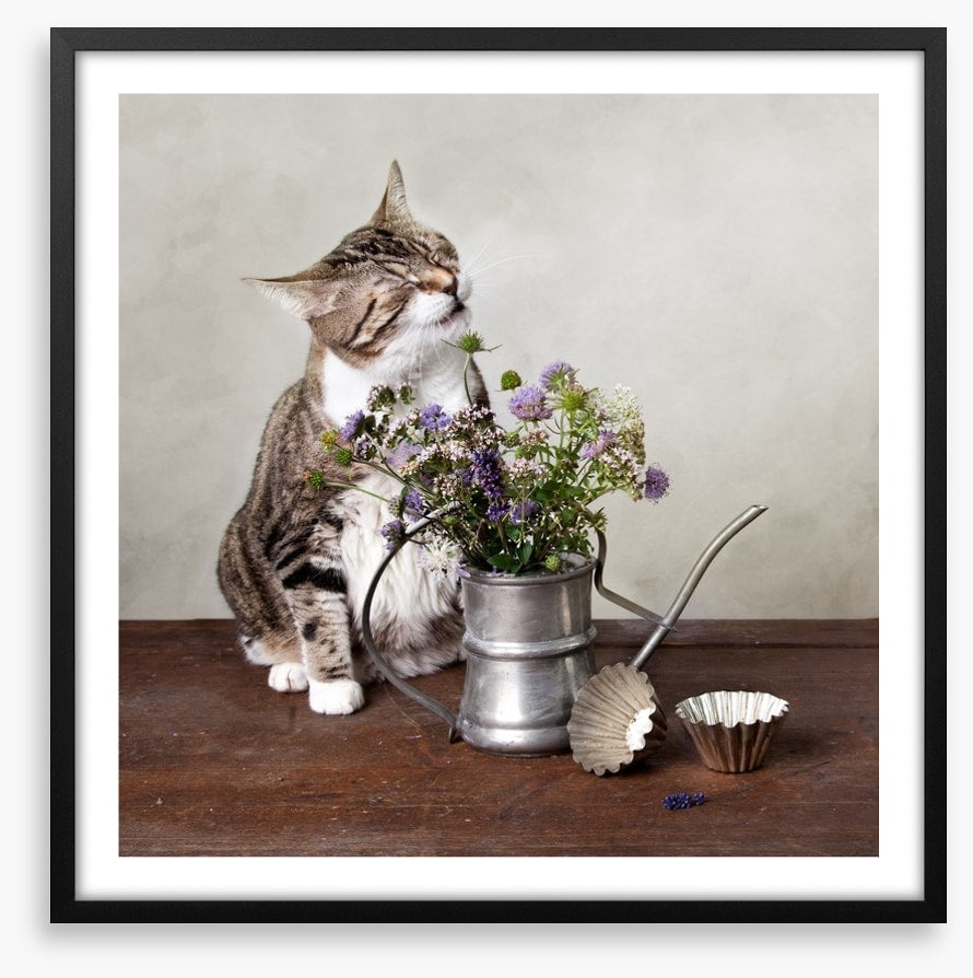 Curiosity tickled the cat