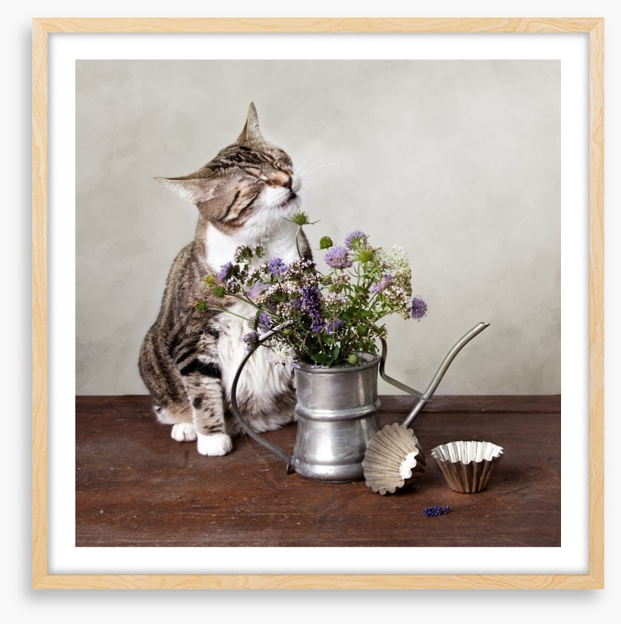 Curiosity tickled the cat