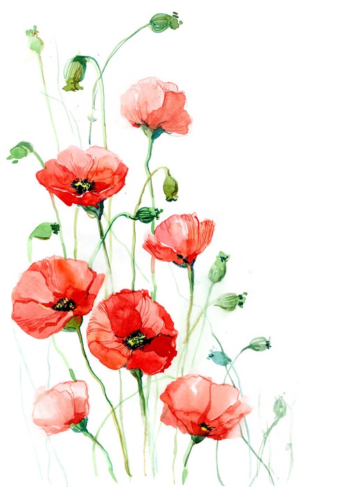 Climbing poppies