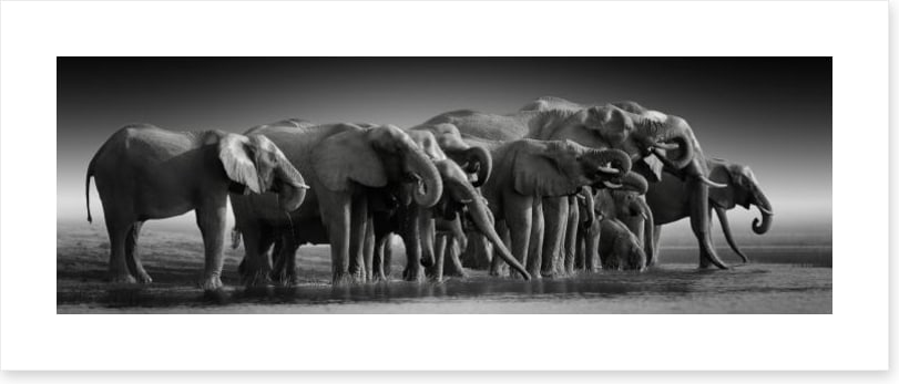 The thirsty herd