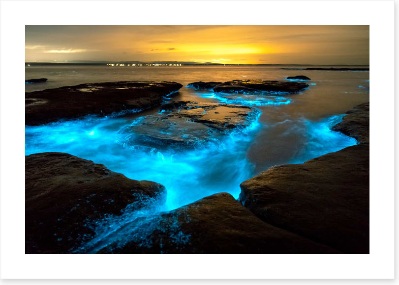 Bioluminescence