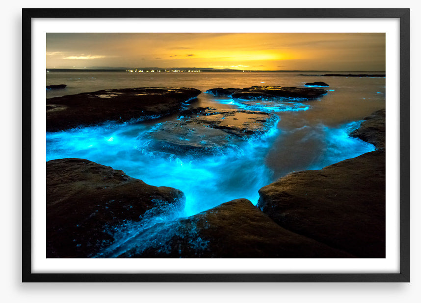 Bioluminescence