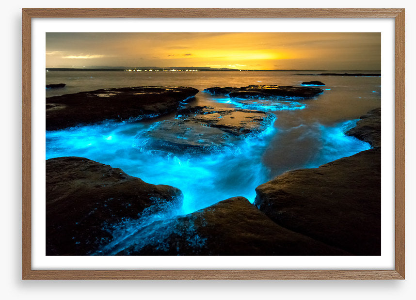 Bioluminescence