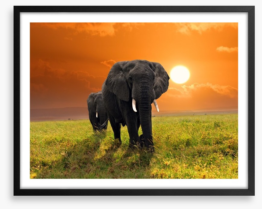 Serengeti steps