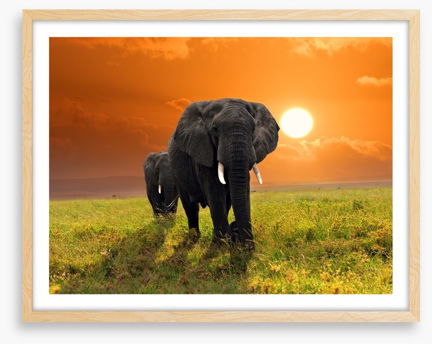 Serengeti steps