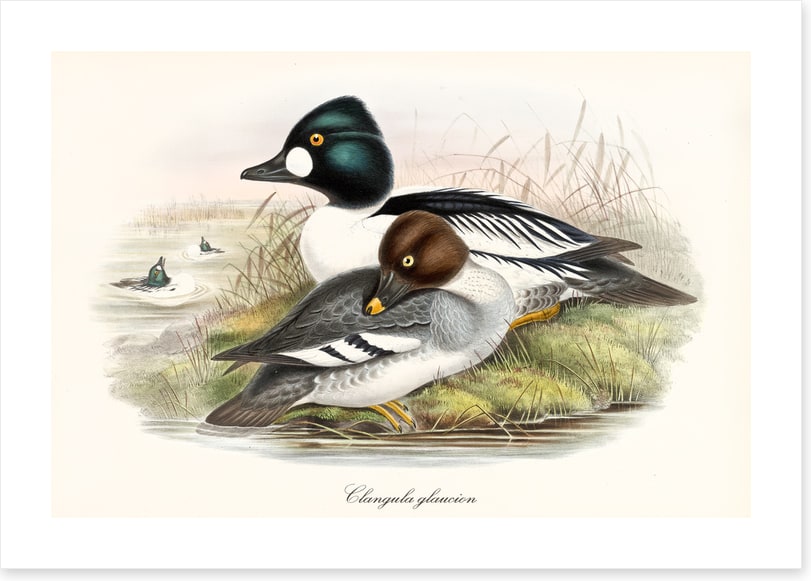 Bucephala clangula