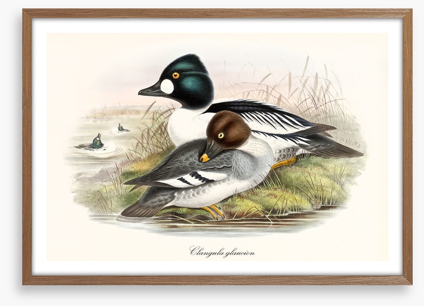 Bucephala clangula
