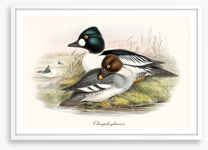 Bucephala clangula