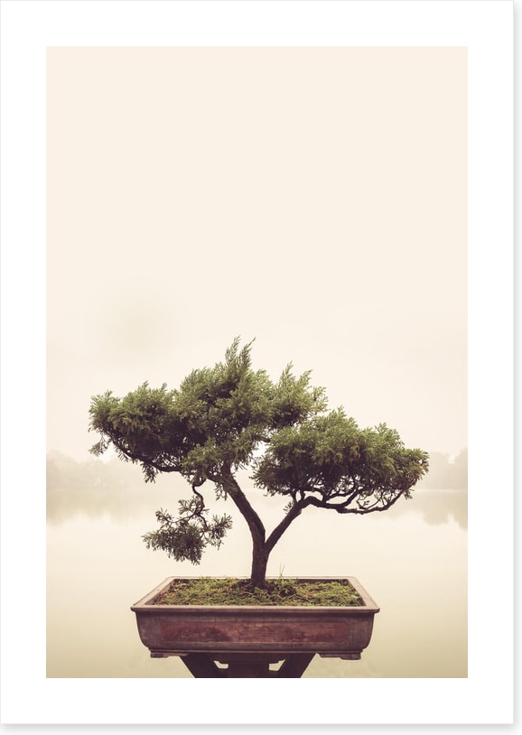 Bonsai mist