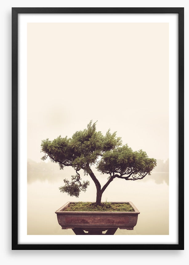 Bonsai mist