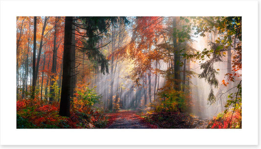 Autumn shining through