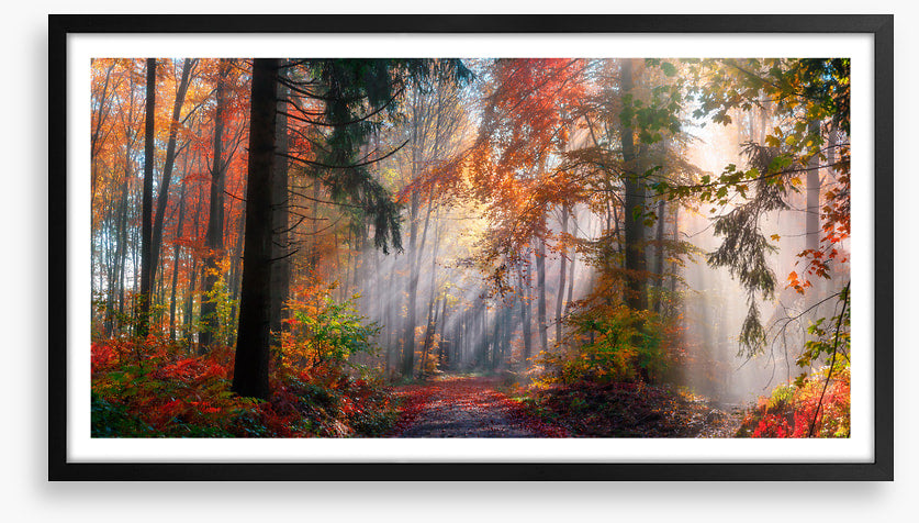 Autumn shining through