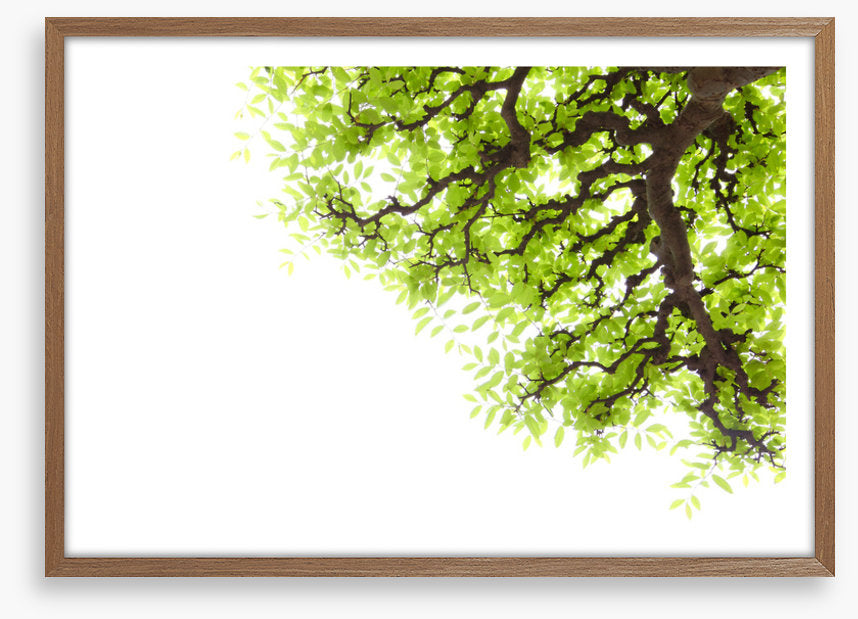 Green leaf elm 2