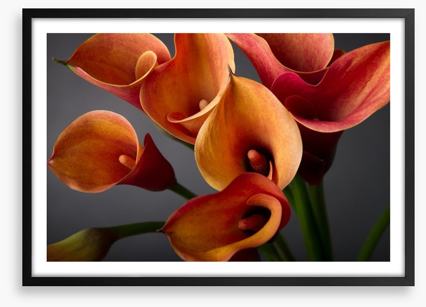 Orange calla lilies