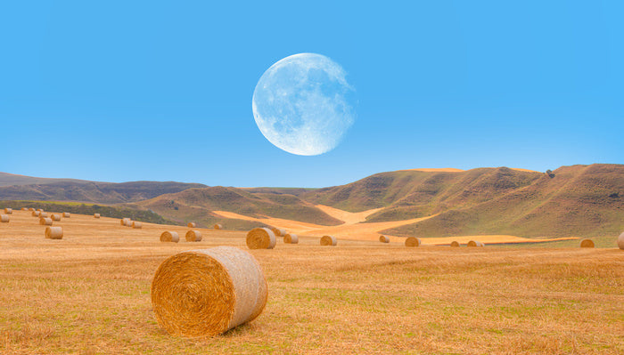 Harvest moon