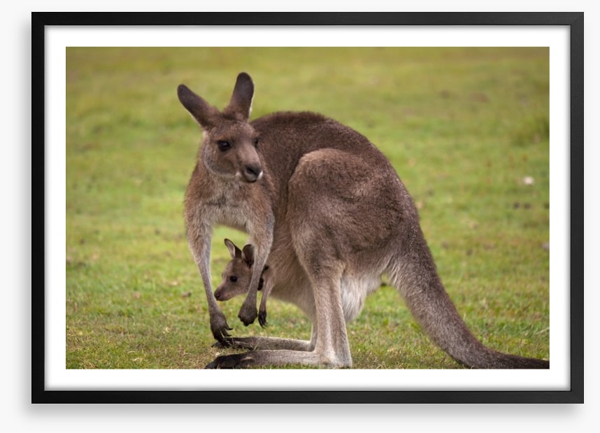 Roo with joey