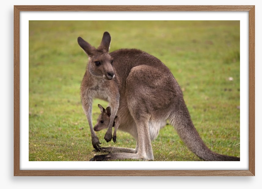 Roo with joey