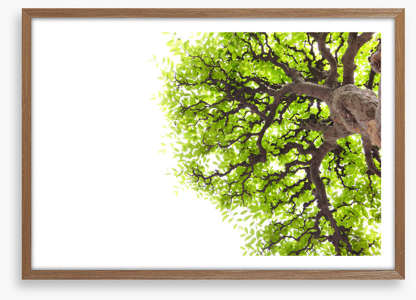 Green leaf elm 1