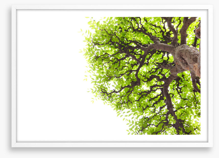 Green leaf elm 1