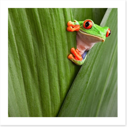 Peeping red eyed tree frog