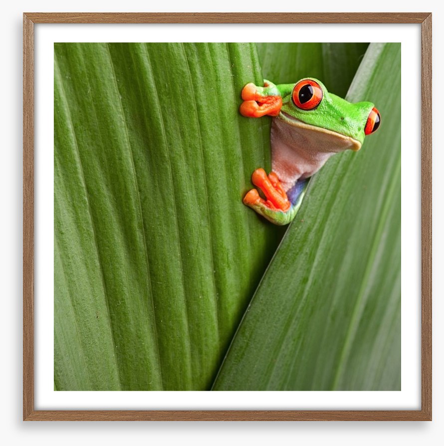 Peeping red eyed tree frog