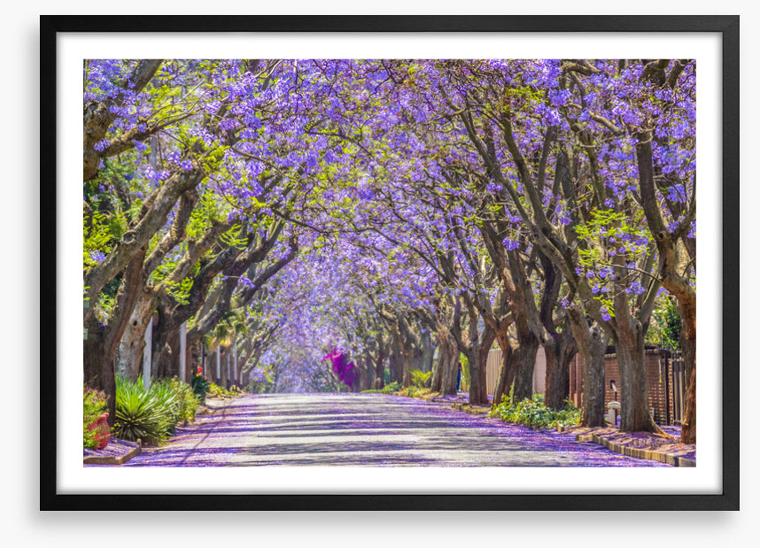 The jacaranda street