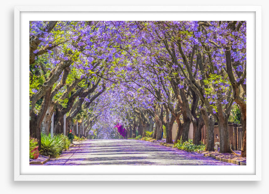 The jacaranda street