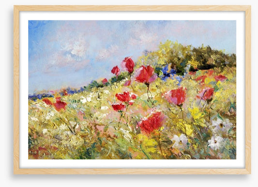 Poppies bloom through