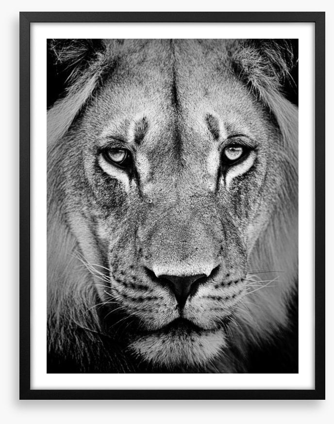 The sad lion