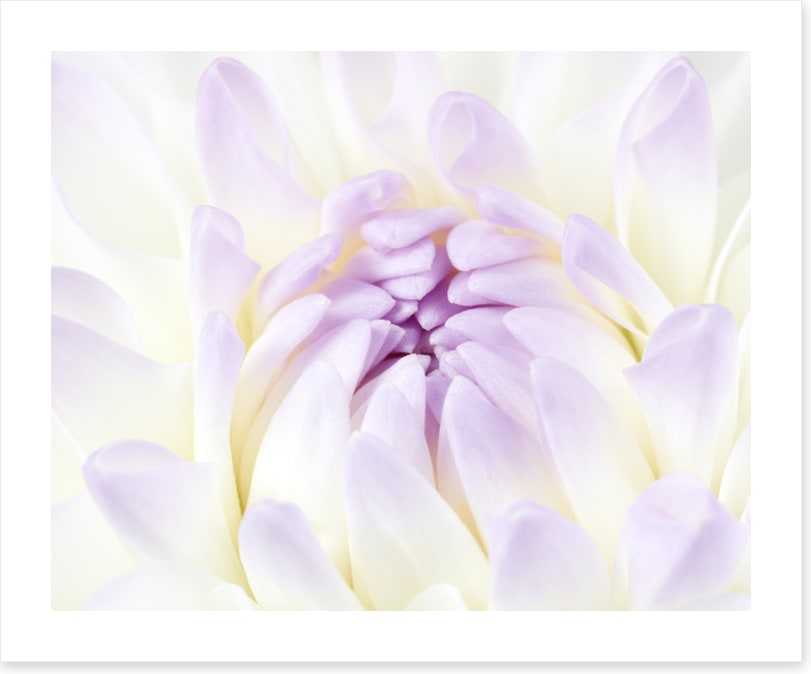 Darling dahlia