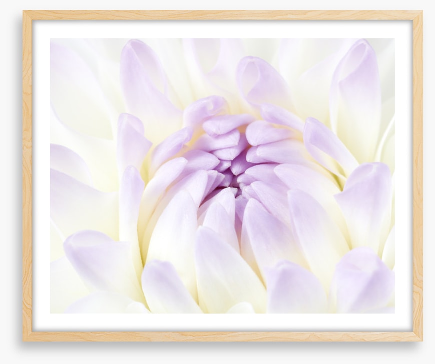 Darling dahlia