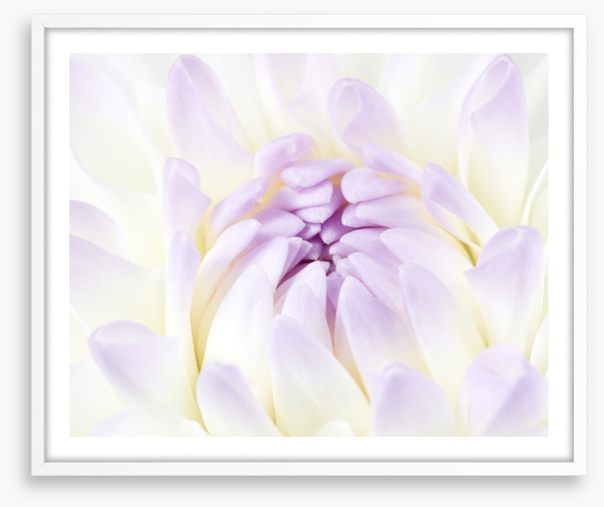 Darling dahlia