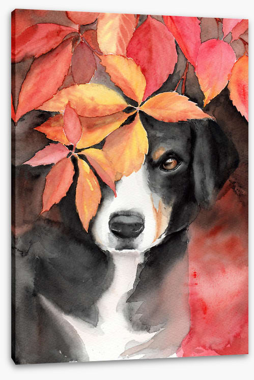 Maple the beagle