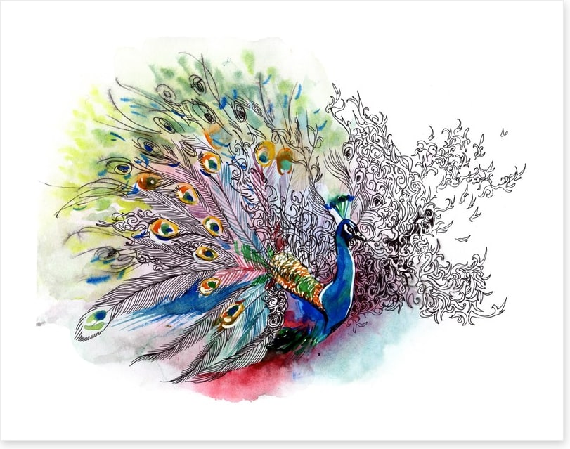 Peacock watercolour