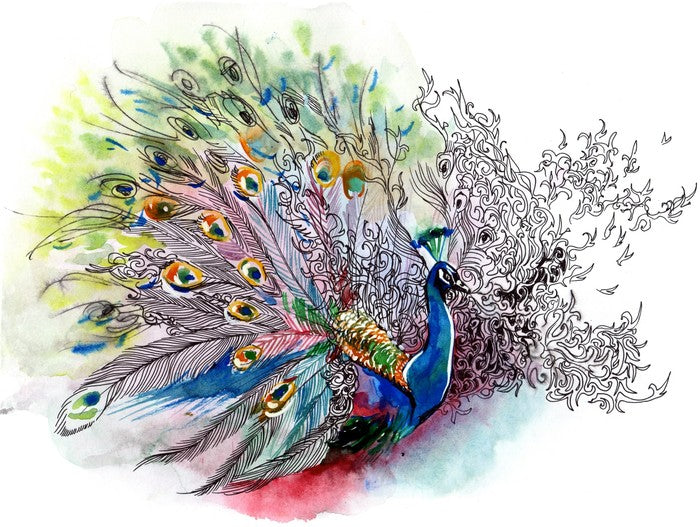 Peacock watercolour