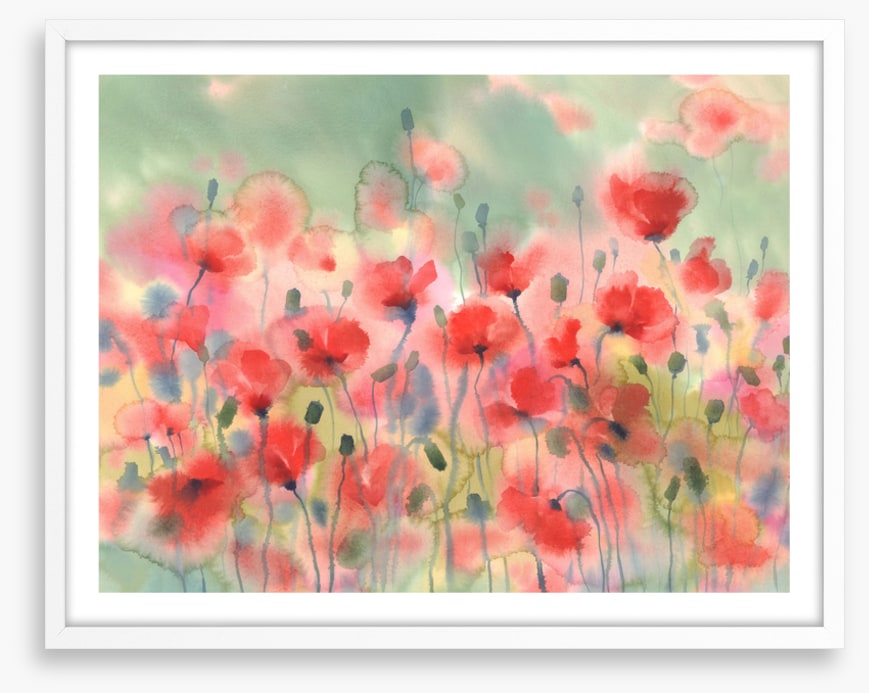 Poppies in the rain