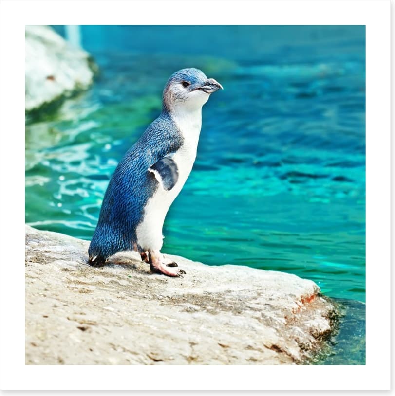 Little penguin blue