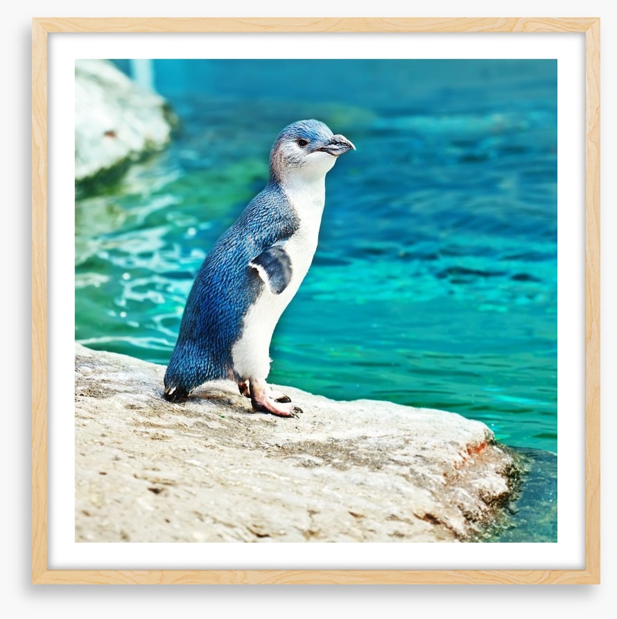 Little penguin blue