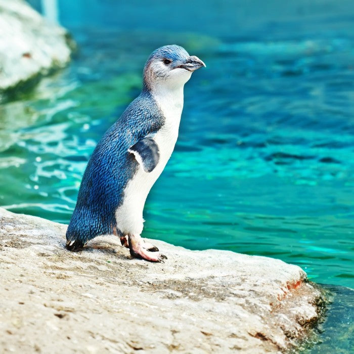 Little penguin blue